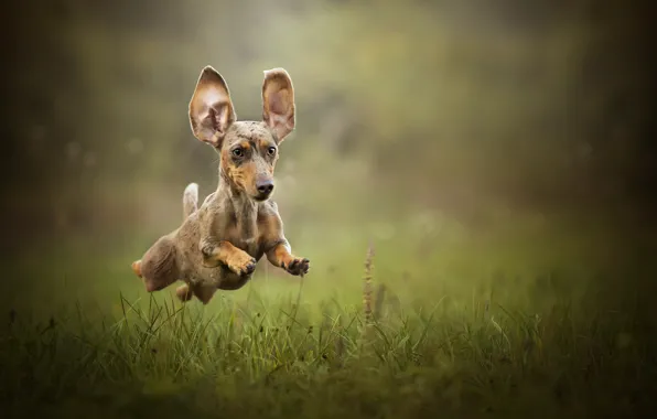 Running, Dachshund, ears