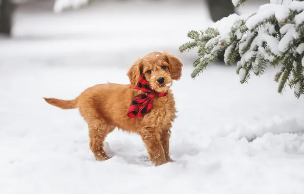 Winter, look, snow, branches, red, nature, spruce, dog