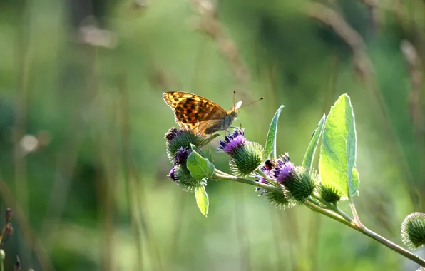 Butterfly, barb, Thistle