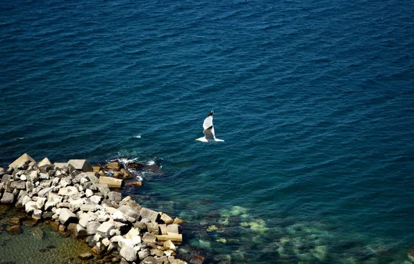 Sea, water, stones, the ocean, white, Chaika. bird