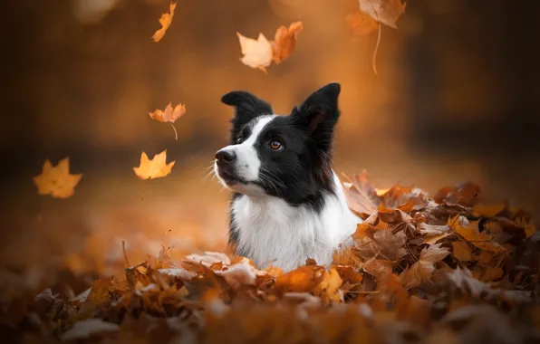 Autumn, face, leaves, dog, bokeh, The border collie