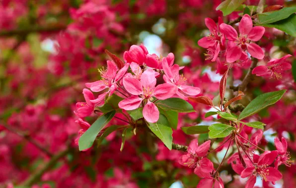 Flower, spring, blooming
