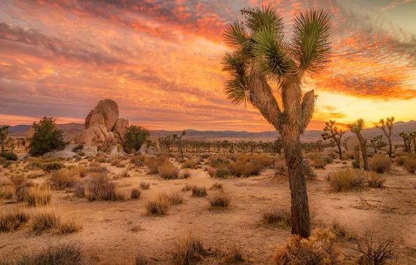 Sand, the sky, clouds, trees, sunset, stones, desert, CA