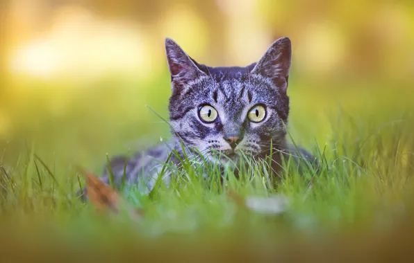 Picture cat, grass, cat, look, face, nature, grey, background