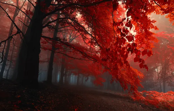 Picture autumn, forest, leaves, trees, fog, the evening, the crimson