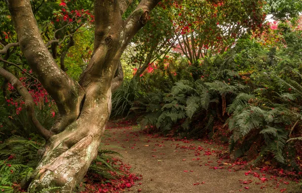 Trees, garden, New Zealand, path, the bushes, Otago, Dunedin Botanic Gardens