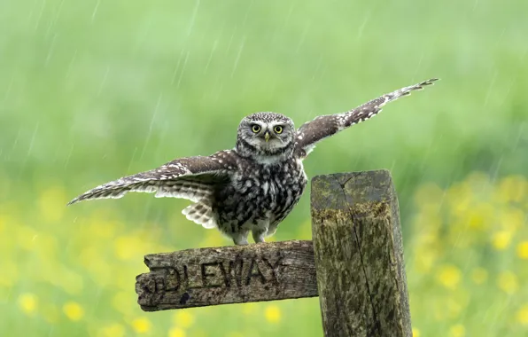 Picture rain, bird, the fence