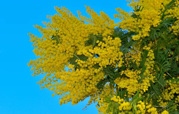 The sky, flowers, branches, blue, spring, yellow, flowering, Mimosa