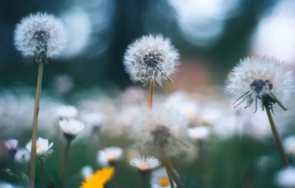 Light, flowers, glade, chamomile, blur, spring, fluff, haze