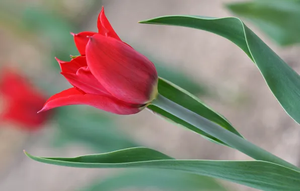 Leaves, macro, Tulip, petals, stem