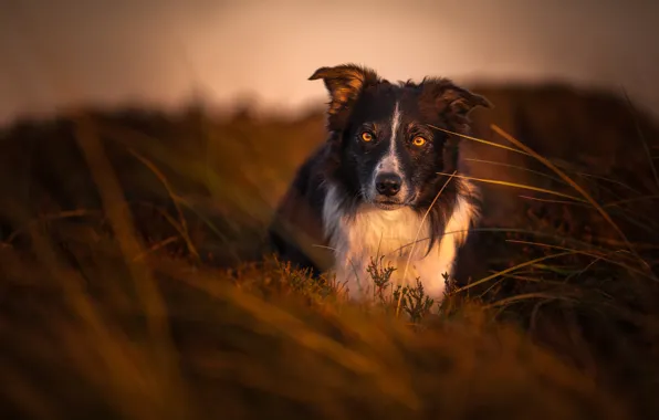 Picture field, grass, look, nature, background, dog, the evening, the border collie