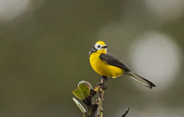 Picture branches, bird, wildlife, Golden facade Gorikhvostov songstress