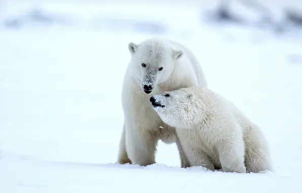 Picture winter, snow, bears, Alaska, bear, cub, polar bears, bear