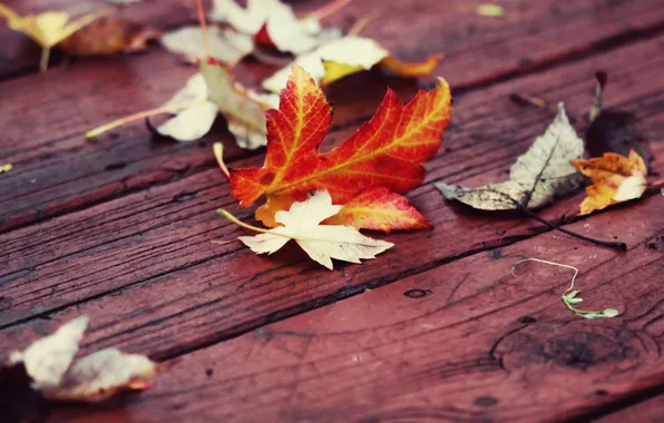 Autumn, leaves, Board, red