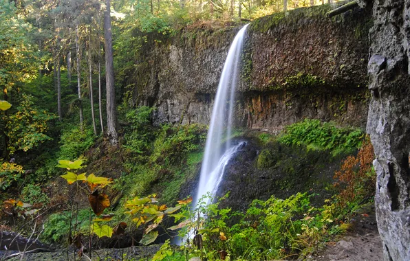 Autumn, forest, rock, Park, waterfall, USA, Silver Falls State Park