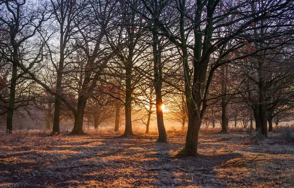 Light, trees, nature, morning