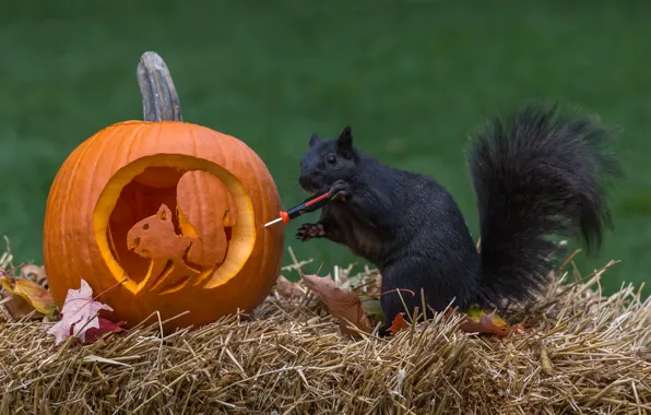 Autumn, the situation, protein, pumpkin, straw, Halloween