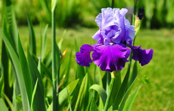 Picture flower, petals, iris