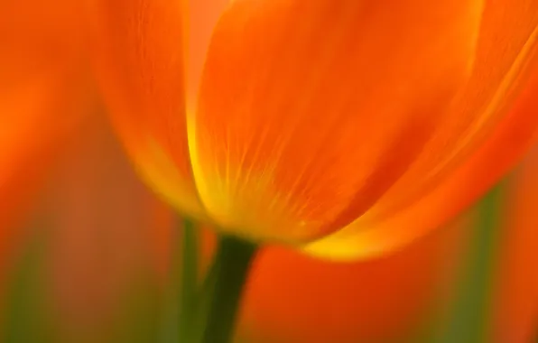 Picture flower, paint, Tulip, petals