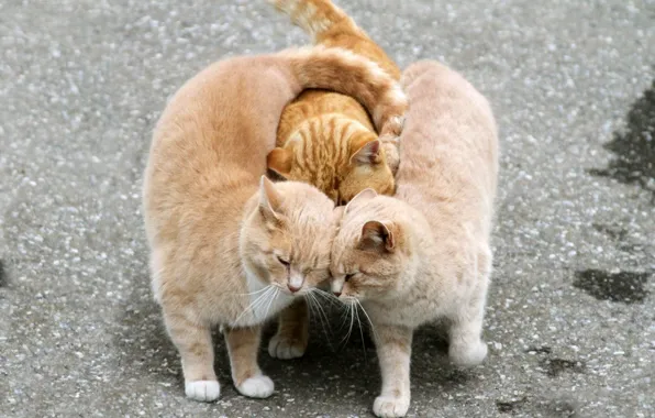 Asphalt, background, tenderness, color, red, weasel, trio, MOORE)