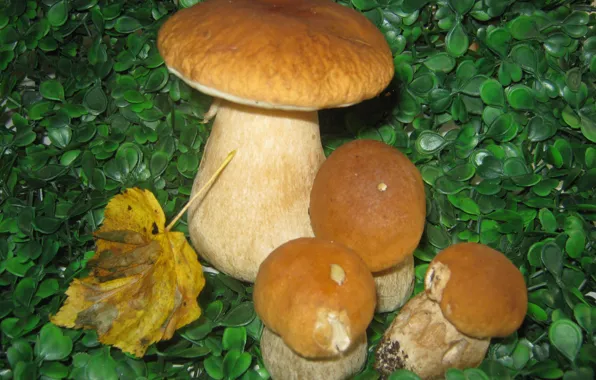 Collage, Mushrooms, autumn leaf, Mushrooms