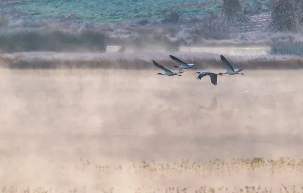 Picture nature, fog, pack, Japanese crane