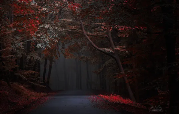 Road, autumn, forest, Janek Sedlar