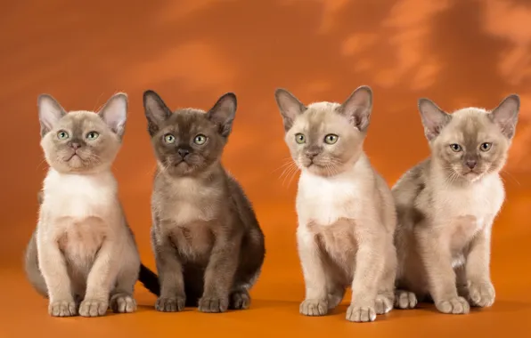 Picture kittens, Quartet, Burma, the Burmese