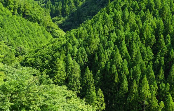 Picture greens, forest, trees