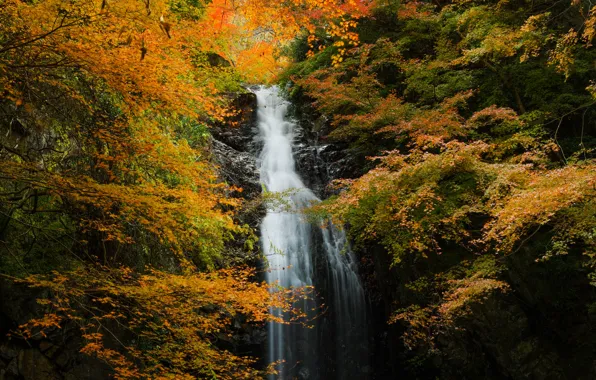 Autumn, forest, rock, waterfall, stream