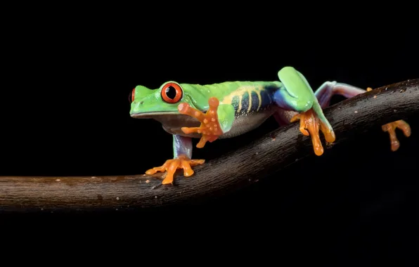 Picture look, macro, branches, pose, green, frog, legs, black background