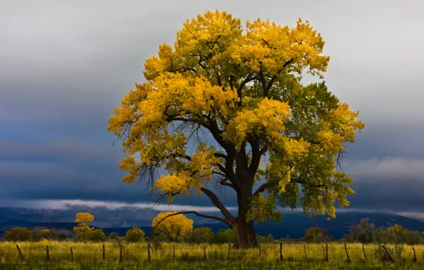 Picture field, autumn, the sky, clouds, tree