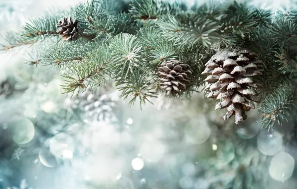 Winter, snow, branches, nature, background, spruce, New year, needles