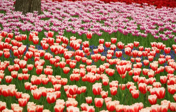 Flowers, petals, tulips, red, Park, orange, blue