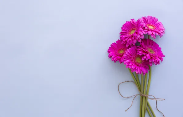Flowers, background, bright, bouquet, gerbera, pink, flowers, gerbera