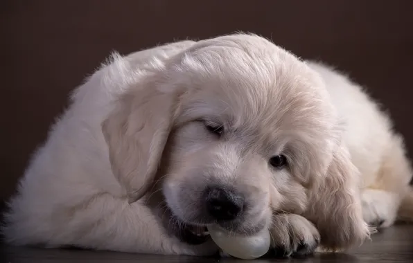 Cute, puppy, Retriever