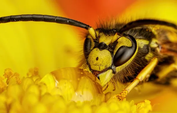 Wallpaper drops, Rosa, OSA, insect, Yellow flower