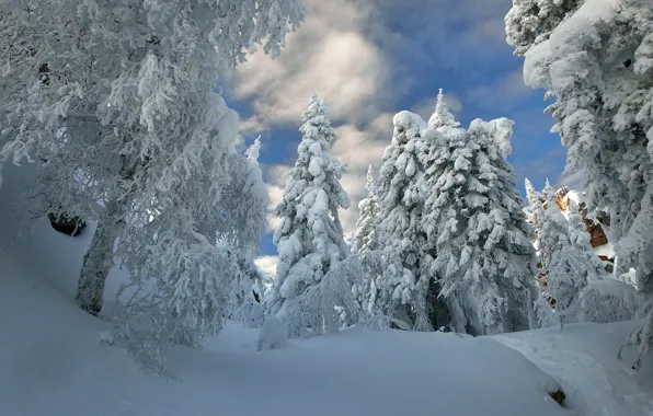 Winter, forest, snow, trees, the snow, Alex Klekovkin