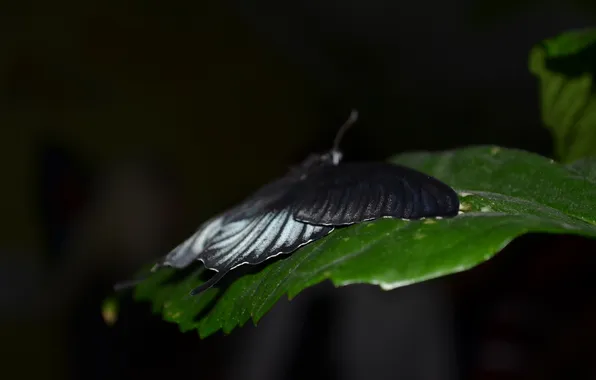 Picture macro, sheet, butterfly