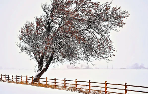 Picture winter, tree, the fence