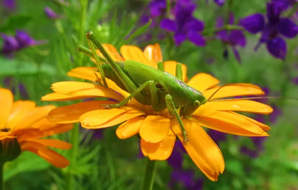 Macro, flowers, insect, grasshopper
