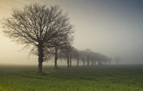 Picture field, trees, fog, morning