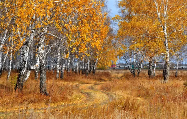 Road, autumn, falling leaves, birch