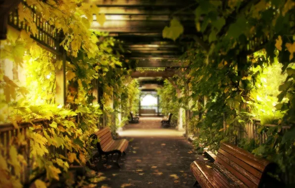 Gazebo, benches, green foliage, the road into the distance