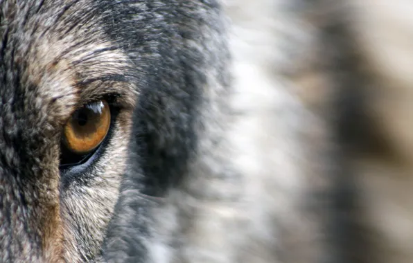 Wolf, eye, wild, fur, ...close-up photo of brown and gray animal