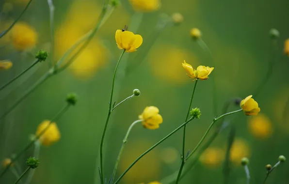 Flowers, background, yellow, blur