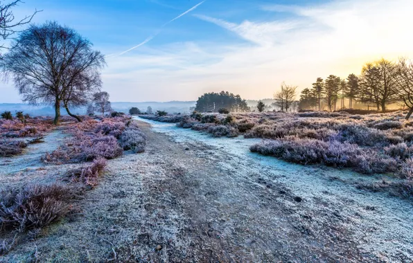 Frost, the sky, trees, landscape, nature, dawn, Road, morning