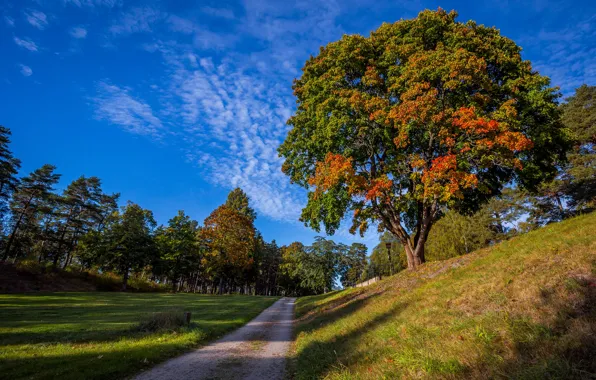 Road, autumn, the sky, grass, the sun, trees