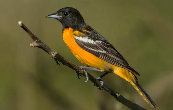 Bird, icterus galbula, Baltimore colored troupial, Baltimore Oriole