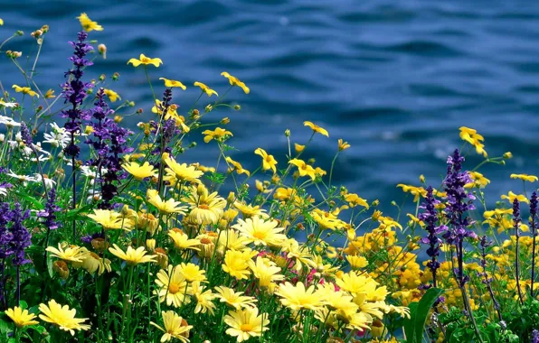 Summer, flowers, nature, river